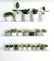 Indoor Plant Pots - 5 tips for getting it right.