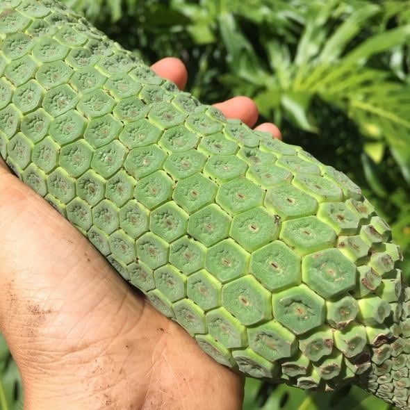 Monstera Deliciosa Fruit - Did you know you could eat your Monstera?