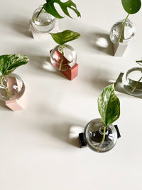 Glass Ball Pots and Vases House Raccoon 