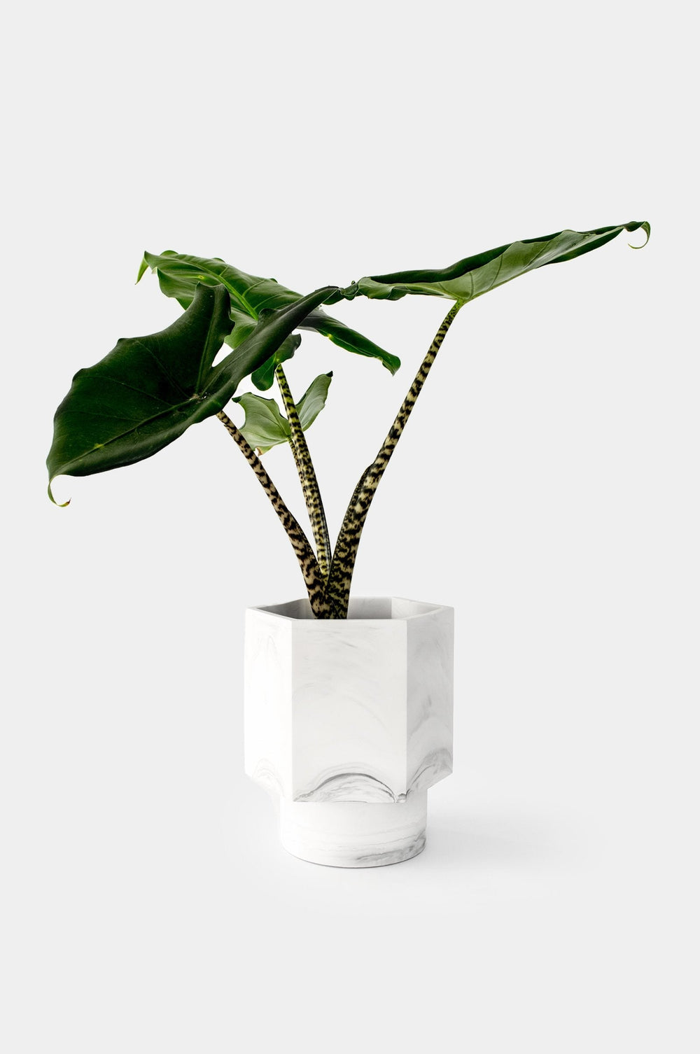 Pot Hapi Ø 12 cm - Self-Regulating Pots and Vases House Raccoon White Marble 