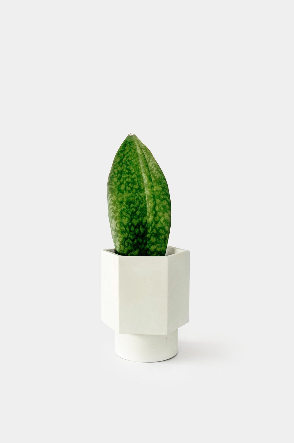 Pot Hapi Ø 12 cm - Self-Regulating Pots and Vases House Raccoon Silver Green 