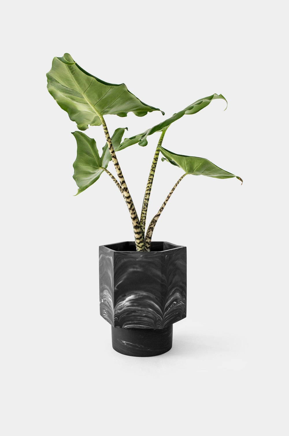 Pot Hapi Ø 12 cm - Self-Regulating Pots and Vases House Raccoon Black Marble 